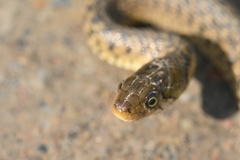 Fowlea flavipunctata