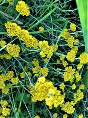 Helichrysum cymosum