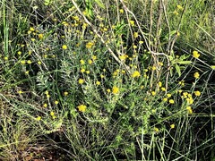 Helichrysum cymosum