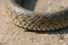 Fowlea flavipunctata