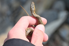 Fowlea flavipunctata