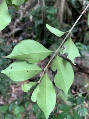 Backhousia myrtifolia
