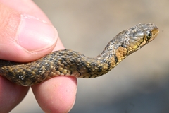 Fowlea flavipunctata