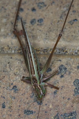 Tettigoniinae