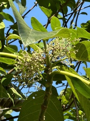 Dendrocnide meyeniana
