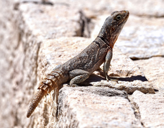 Oplurus cyclurus