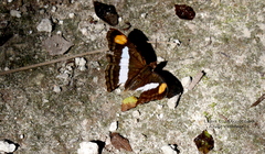 Doxocopa