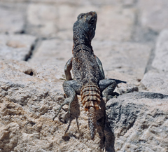 Oplurus cyclurus