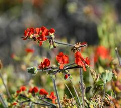 Pelargonium fulgidum