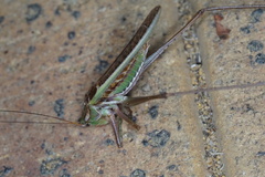 Tettigoniinae