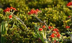 Pelargonium fulgidum