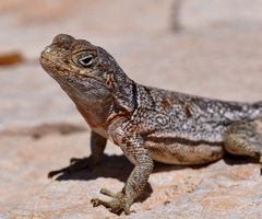 Oplurus cyclurus