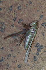 Tettigoniinae