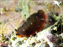 Dendrodoris nigra