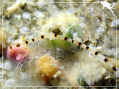 Proceraea
