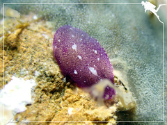 Pseudoceros cruentus
