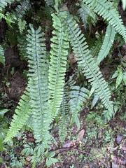 Hymenasplenium cheilosorum
