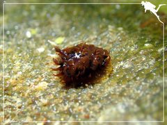 Madrella ferruginosa