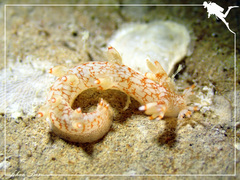 Bornella stellifera