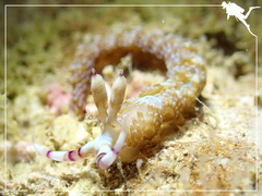 Pteraeolidia semperi