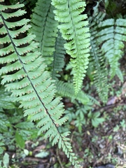 Hymenasplenium cheilosorum