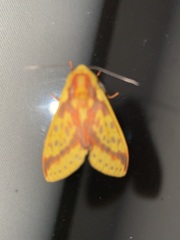 Symphlebia