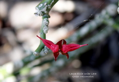 Euphorbia tithymaloides