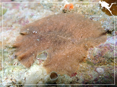Acotylea