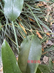 Smilax ocreata