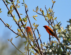 Foudia madagascariensis
