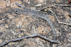 Christinus marmoratus