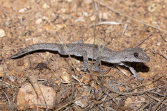 Strophurus intermedius