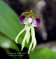 Prosthechea cochleata