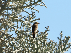Ploceus sakalava