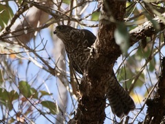 Accipiter cirrocephalus