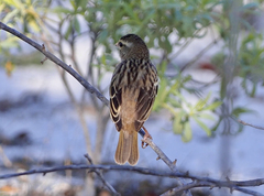 Ploceus sakalava