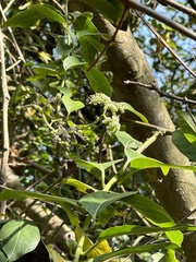 Heliotropium sarmentosum