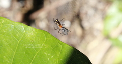Micrathena