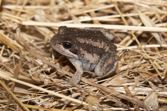 Limnodynastes dumerilii insularis