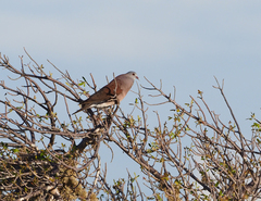 Nesoenas picturatus