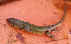 Lacerta schreiberi