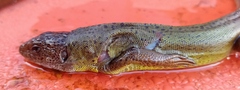 Lacerta schreiberi