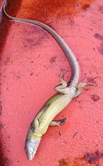 Lacerta schreiberi