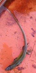 Lacerta schreiberi