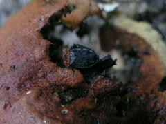 Oiceoptoma thoracicum