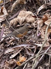 Turdus chrysolaus