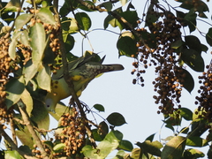 Treron phoenicopterus