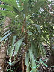 Cordyline petiolaris