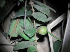 Ficus sarmentosa henryi