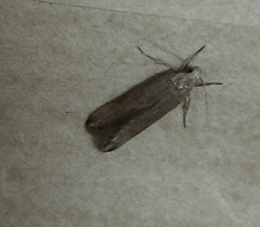 Platyedra subcinerea